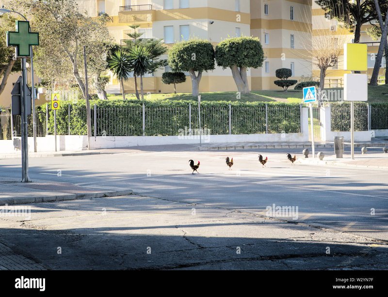 Descubre el misterioso juego de la carretera de pollo en España, chicken road online Descubre el misterioso juego de la carretera de pollo en España, chicken road online